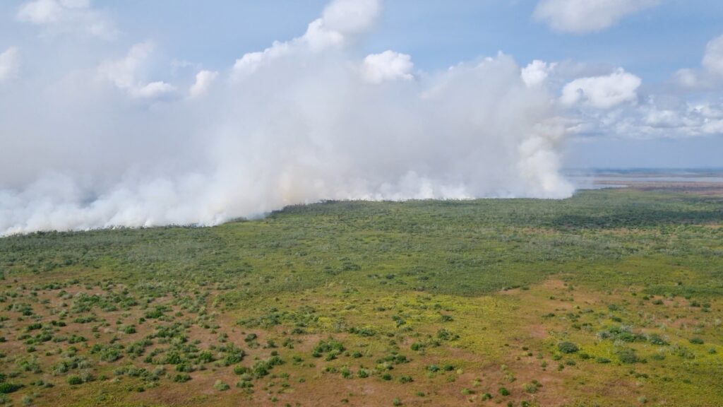 MPF pede retirada de búfalos da Reserva do Lago Piratuba no Amapá