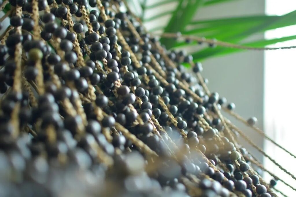 Amapá abre edital para doar 44 robôs que colhem açaí