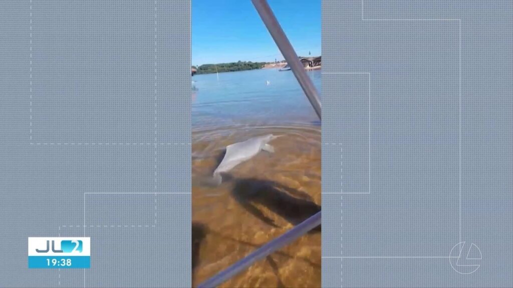 Vídeo mostra resgate de boto preso próximo à faixa de areia no Rio Araguaia, no Pará