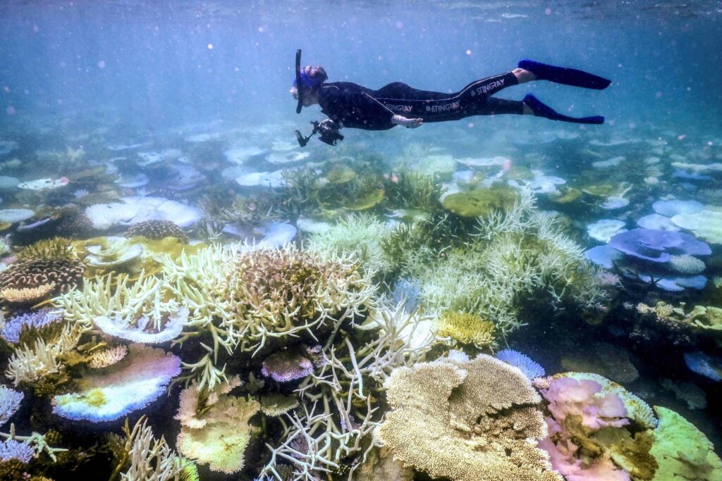Grande Barreira de Coral pode ter colapso com El Niño – 22/07/2026 – Ambiente