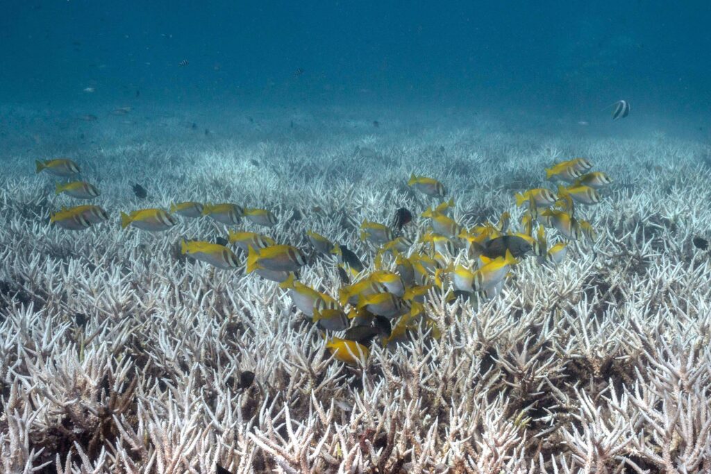 Branqueamento de coral seria impossível sem crise do clima – 23/07/2026 – Ambiente