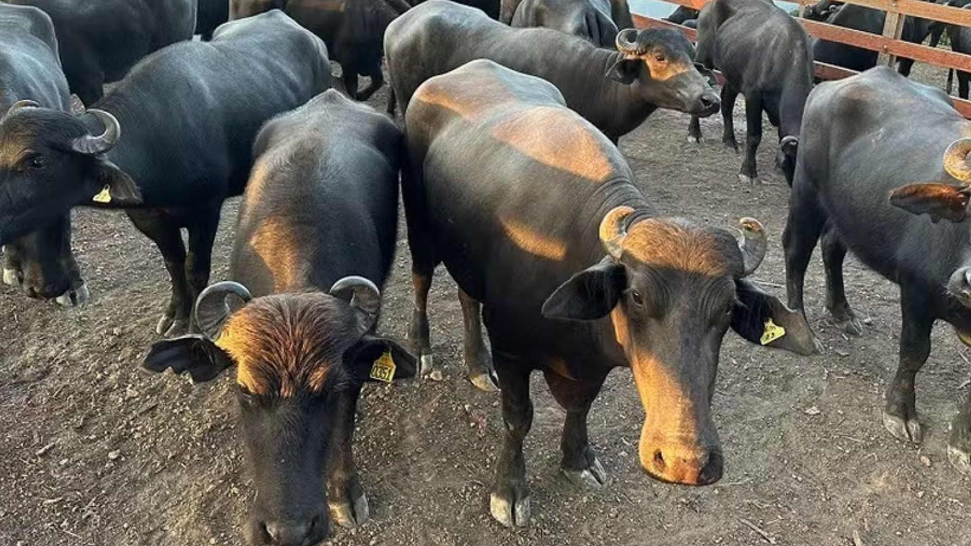 Inscrições para exposição de animais terminam nesta quinta (30)