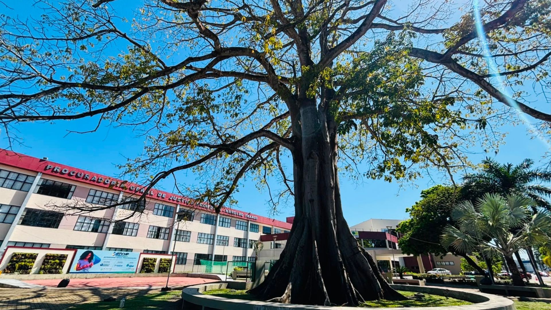 Samaúma de 80 anos é tombada como patrimônio em Macapá